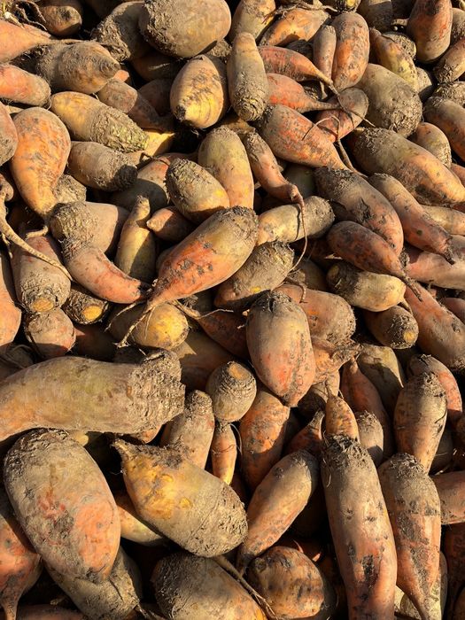 продам кормовий буряк