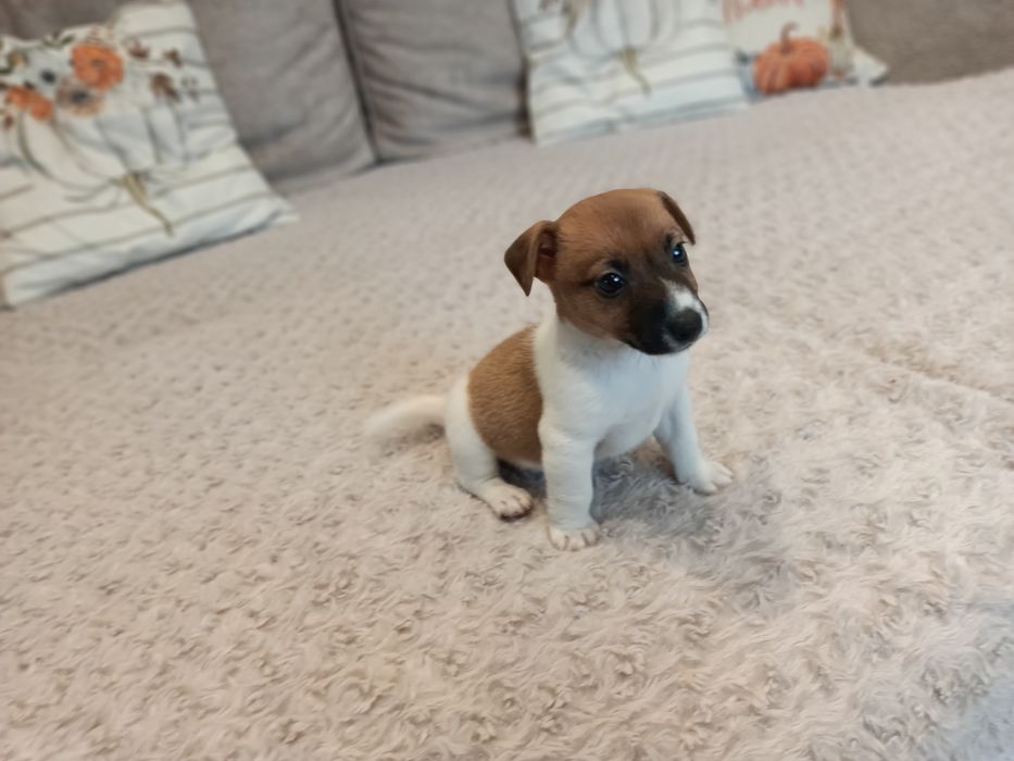 Sprzedam Jack Russell Terrier Piesek