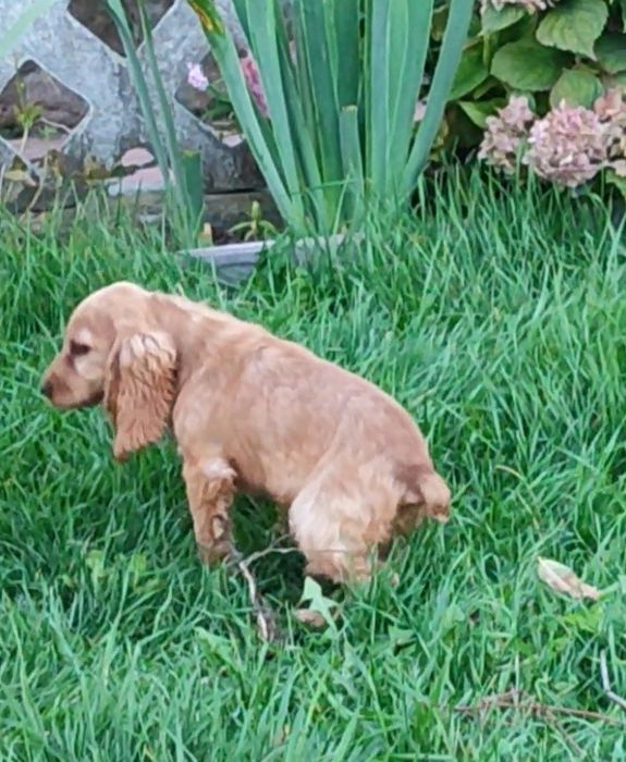 Цуценята породи англійський кокер спаніель