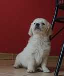 Golden retriever suczka z rodowodem ZKwP