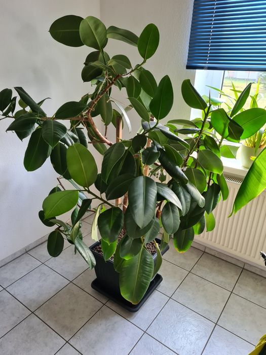 Fiskus wysokość około 180 cm z doniczką