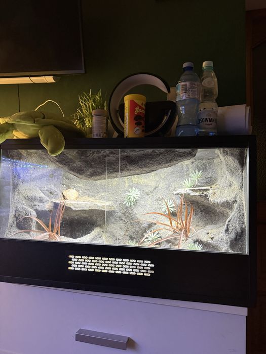 Terrarium dla gekona lamparciego