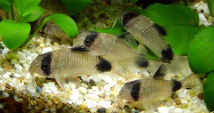 Młode kiryski Pandy, kirys Panda, corydoras panda