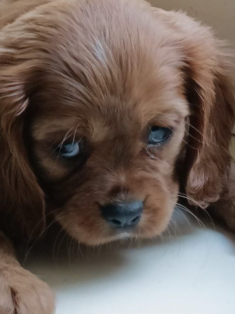 Cavalier King Charles spaniel sunia