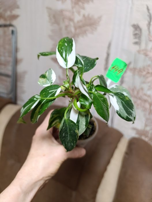 філодендрон Біла принцеса триколор