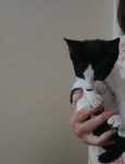 Gatinha e gatinho bebés com esterilização gratuita para adoção