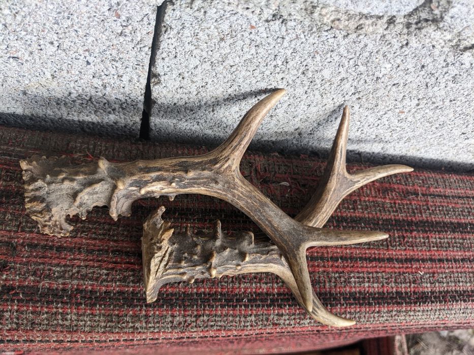 Продам роги оленя