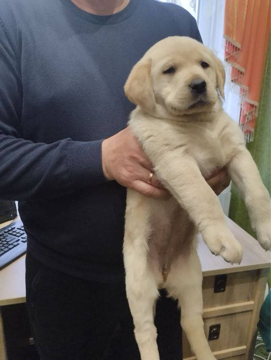 Продам цуценят Лабрадорів