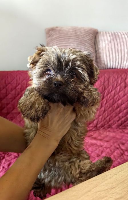 Śliczna sunia Ocean Pearl odchowana