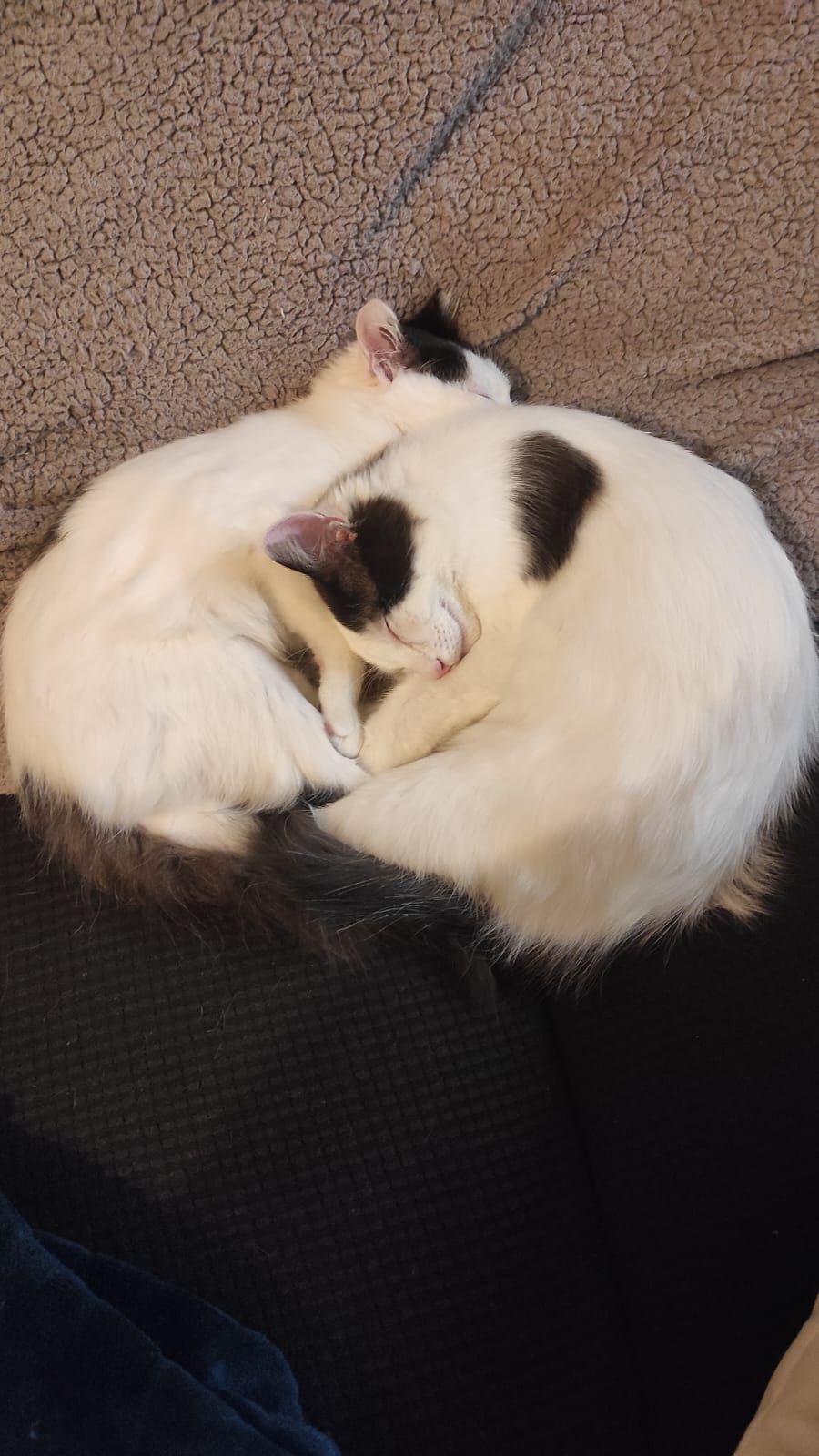 O Rubi & a Suri Procuram Papás