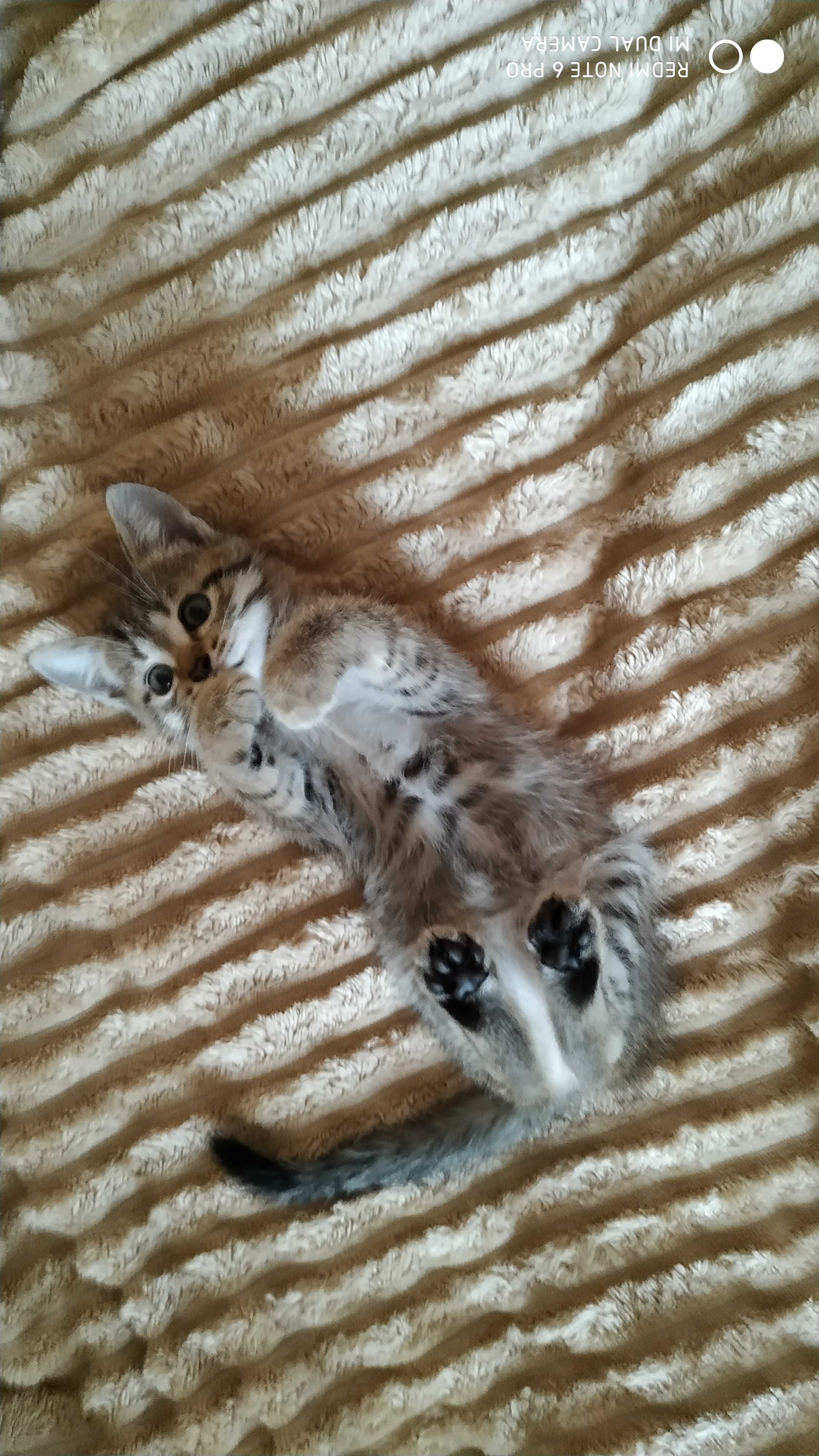 Котенята в добрі руки