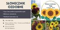 Słonecznik ozdobne