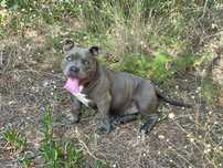 American Bully menino