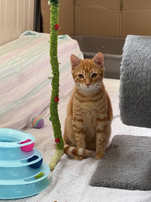 Котёнок, 4 мес, рыжее солнышко ждет своего человека, кому?