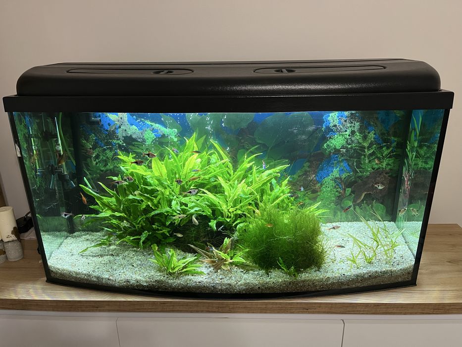 Akwarium panoramiczne 200 l