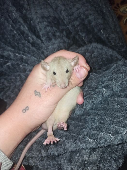 Криски в добрі руки