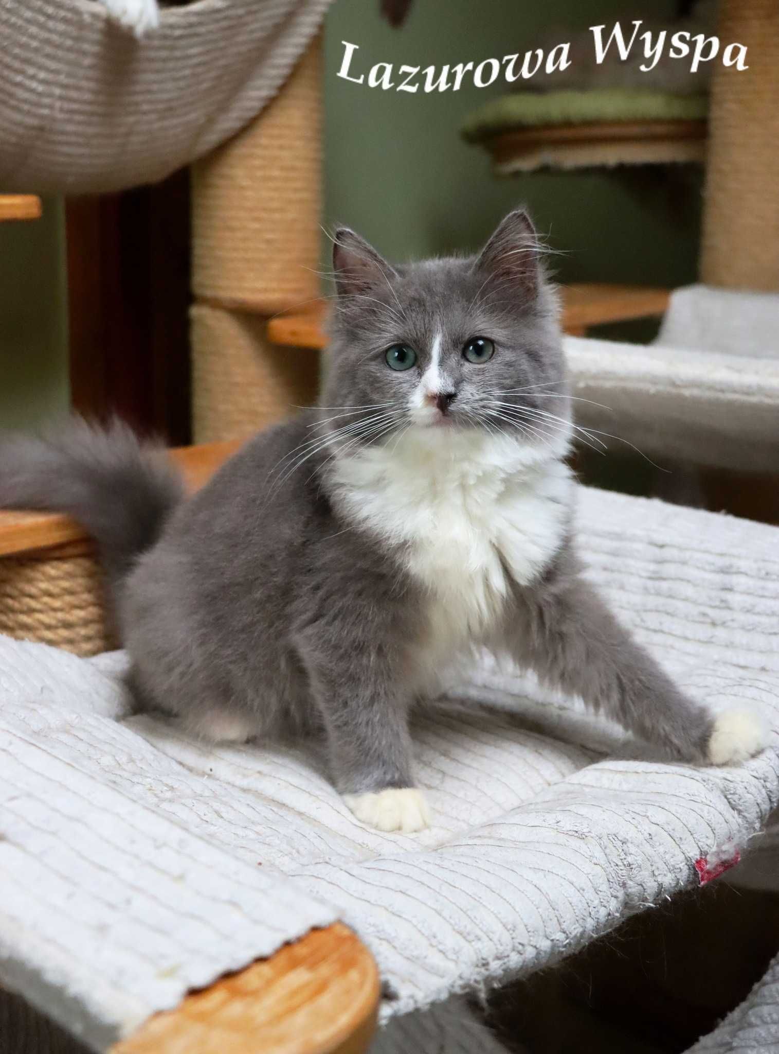 Major Ragdoll mink/solid z Lazurowej Wyspy.