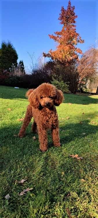 Cockapoo > Cocker & Pudel > hybryda /badania .