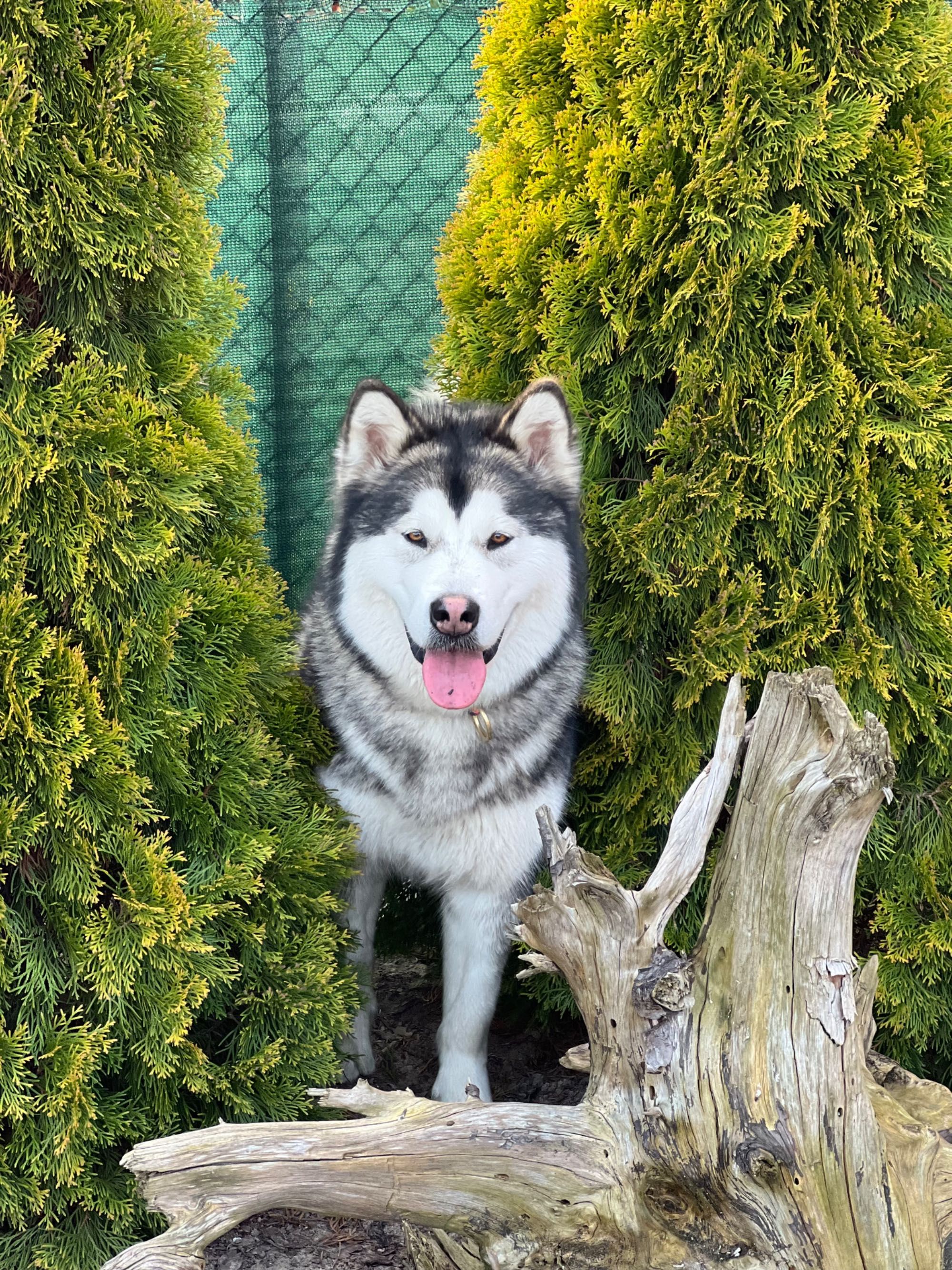 Alaskan Malamute zapowiedź miotu