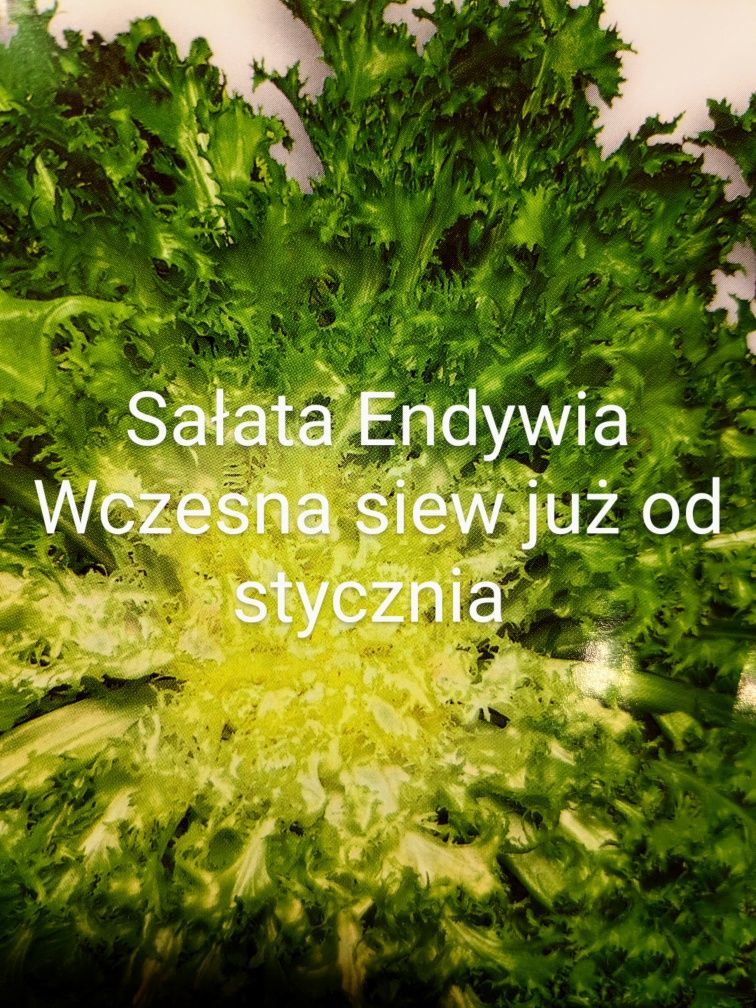 Mix Sałata  Cykoria Mizuna Endywia 30 gat  nasiona