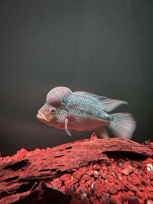 FLOWERHORN KAMFA HIGH