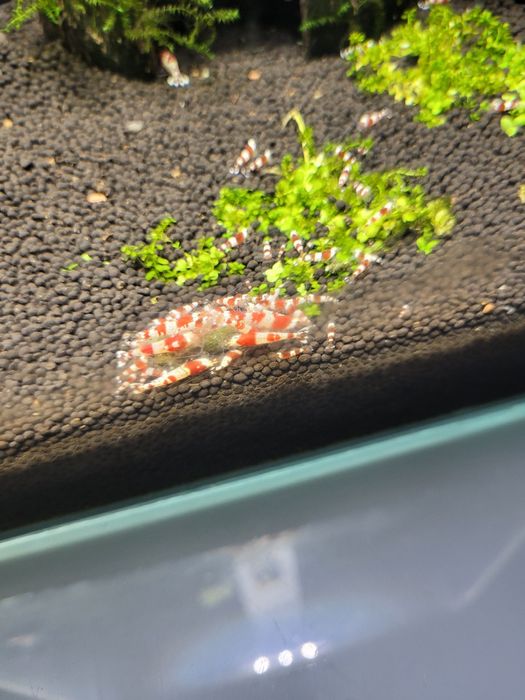 Krewetki Caridina Crystal Red.