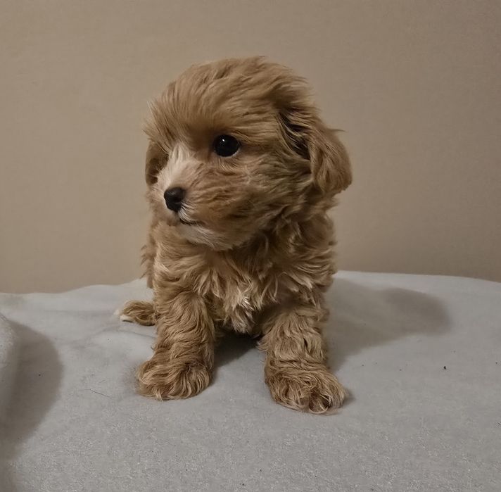 Maltipoo mini chlopiec samczyk maltipo