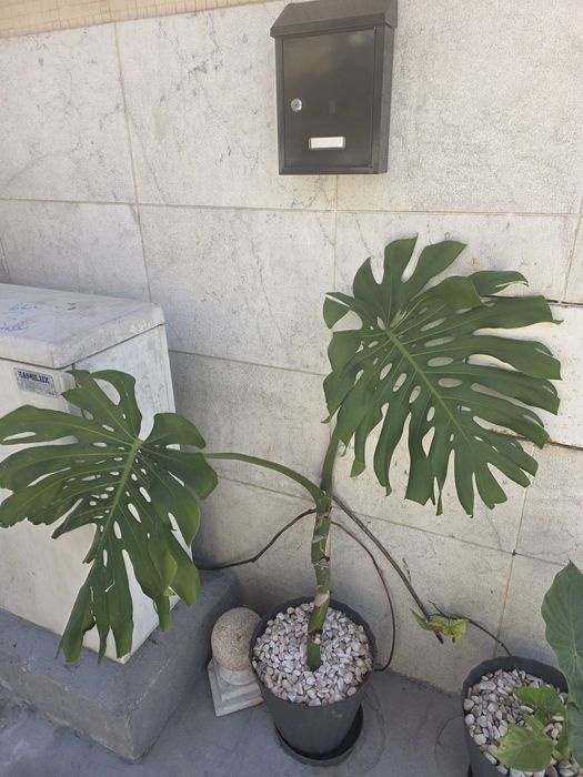 Plantas Naturais