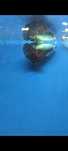 Betta Super Delta Black Cooper
