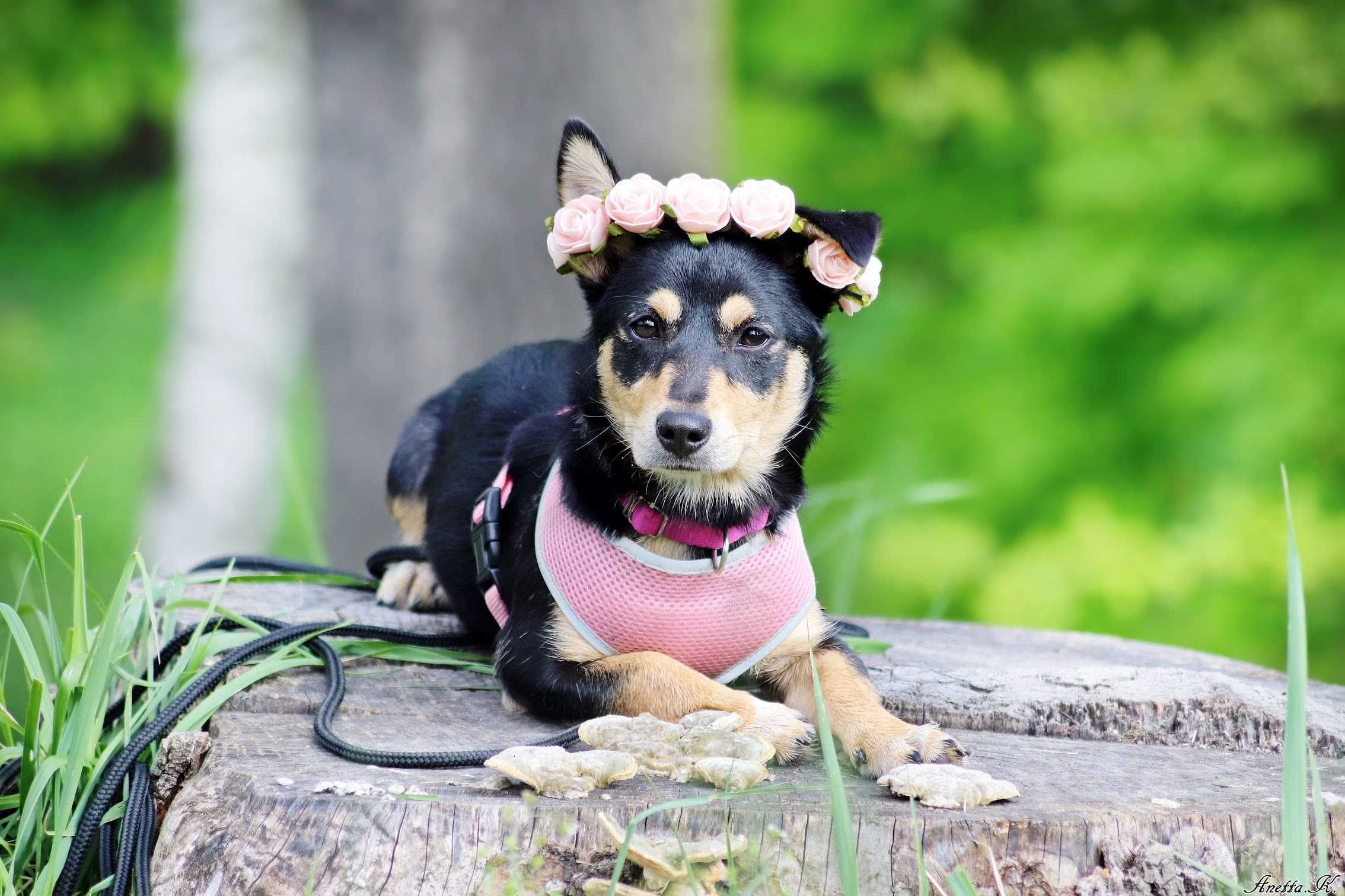 Malutka MYSZA mały szczeniak do adopcji!