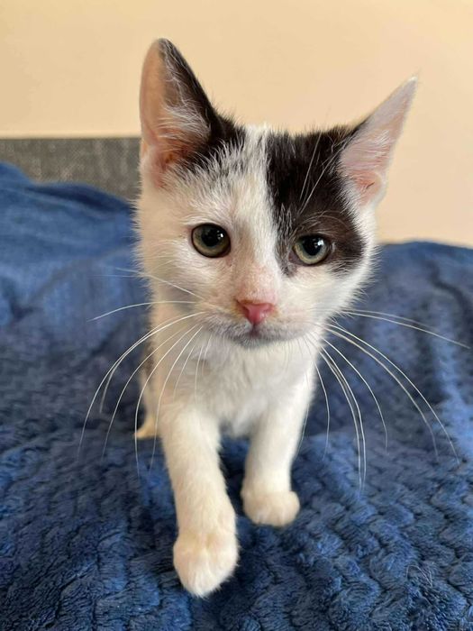 Łaciaty maleńki skarb do adopcji!