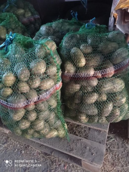 Ziemniaki Lily  15kg możliwy dowóz lub paczkomat
