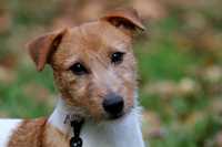 Jack Russell Terrier - likwidacja hodowli