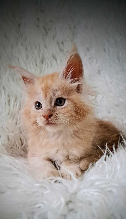 Puchaty pieszczoch Maine Coon