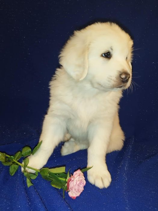 Owczarek podhalański