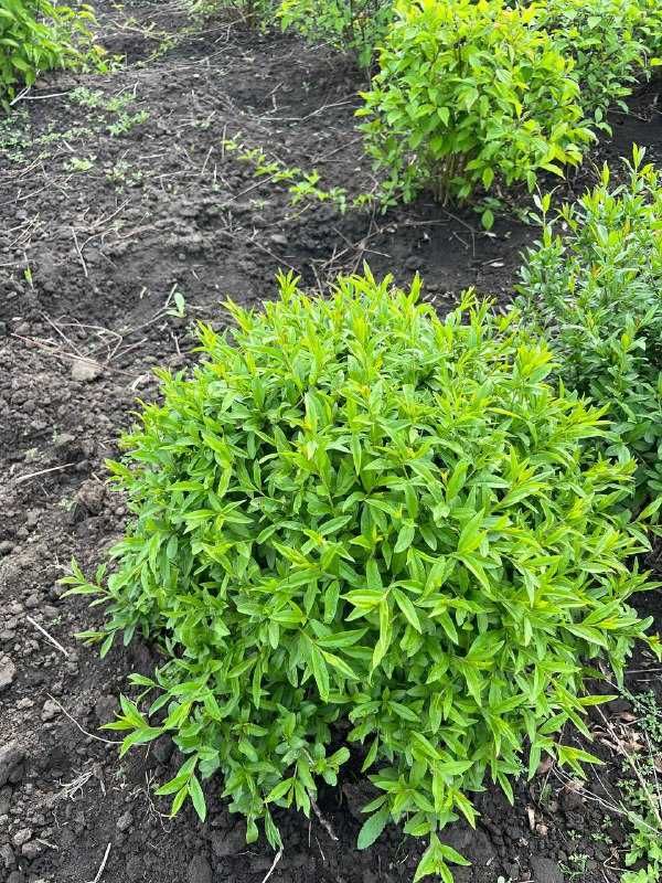 Саджанці бірючина , куля формована бірючини , бирючина , Ligustrum.