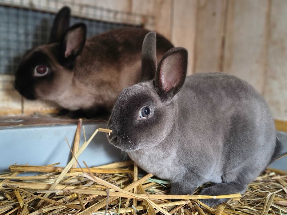 Mini rex kuna niebieska samiczka