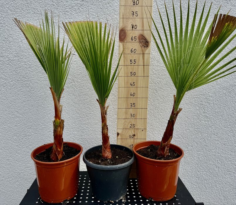 Washingtonia robusta palma -5 st.