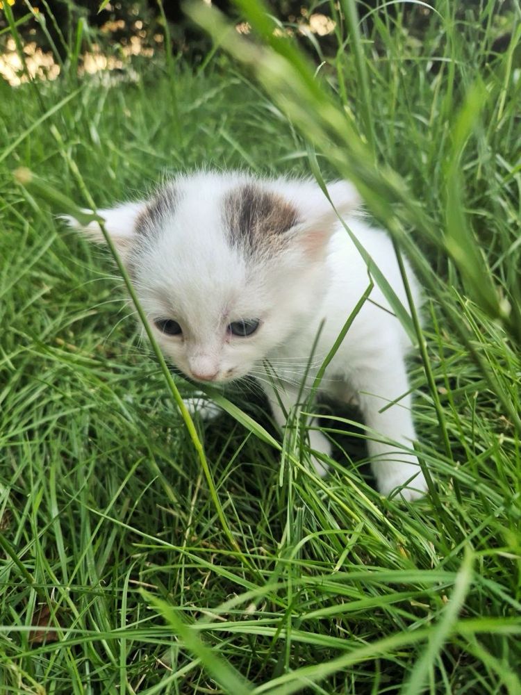 Кіт, кошеня, котик в добрі руки
