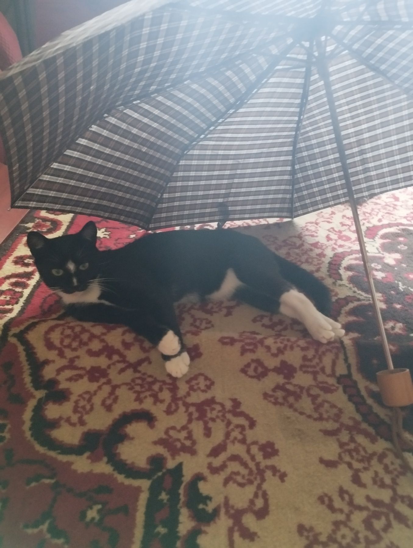 Котик шукає дім (чорний з білим)