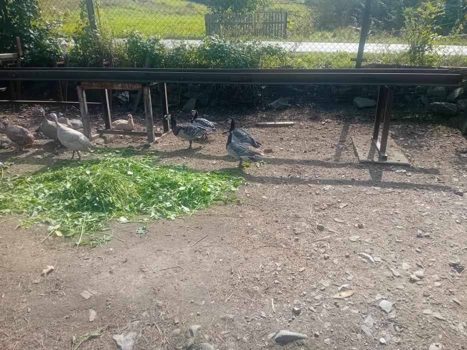 Biegus indyjski gąski bernikle