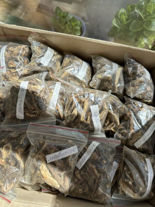 Любисток лікарський корінь 50 г. - 100 грн. м. Рівне