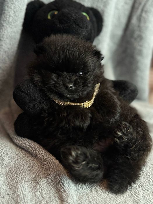 Чорні та кремові цуценята шпіц