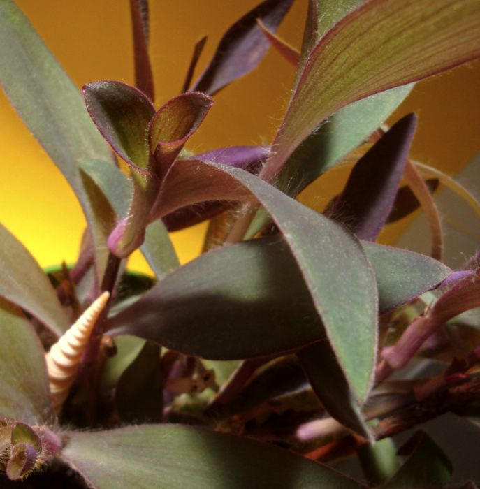 Planta Decorativa Flores Tradescantia Pallida Purpurea Trapoeraba Roxa