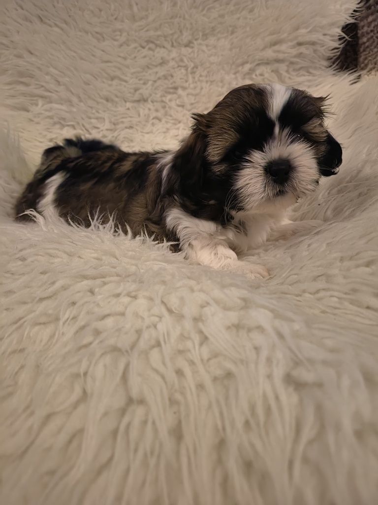 Bebe Shih-Ttzu Macho