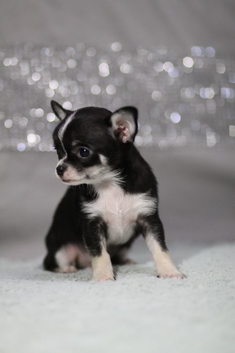 *** Chihuahua MINI***