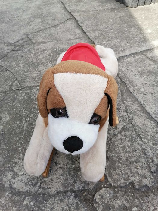 Pies na biegunach- bujak