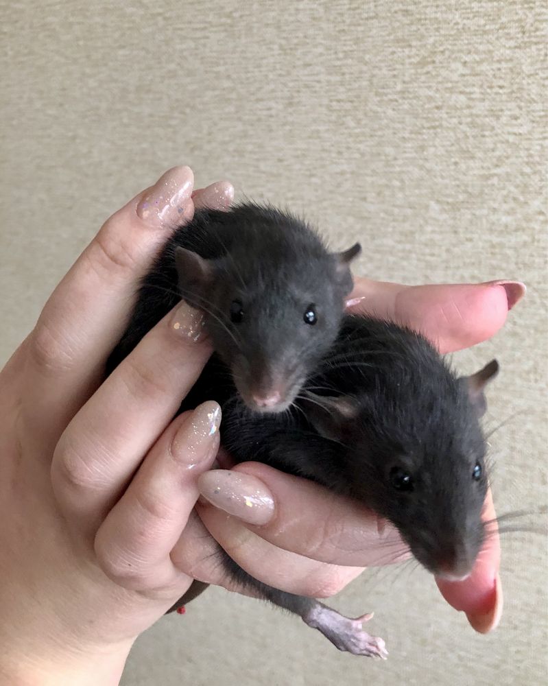 Продаются малютки крыски - две девочки