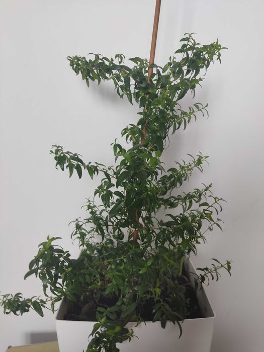 Mirta sadzonki drzewko