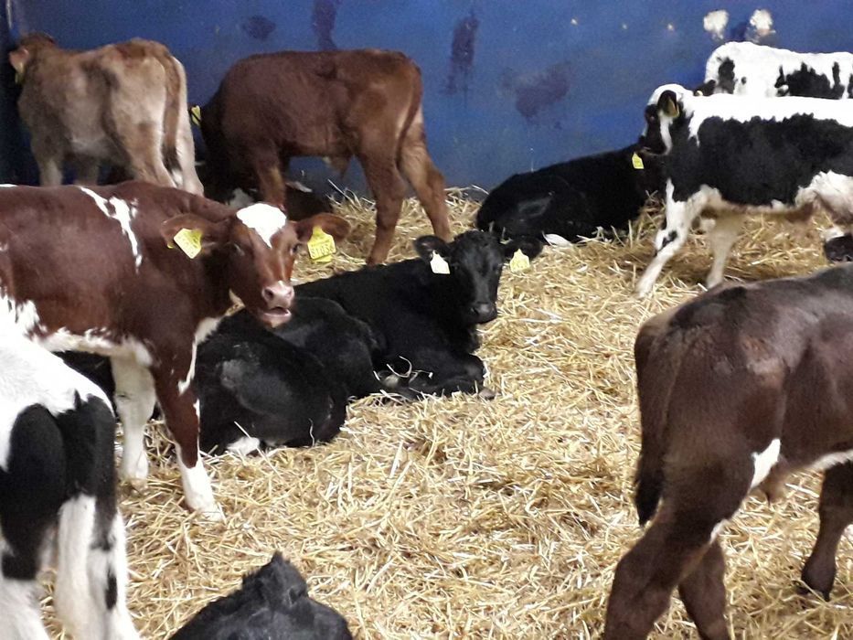 Cielęta, cielaki, byczki oraz jałówki mięsne, MM,MS,HF transport